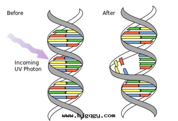 UV殺菌原理2-UV破壞DNA鍊(liàn)条(tiáo)-RootSense根(gēn)元智能(néng)鞋(xié)柜-Footies
