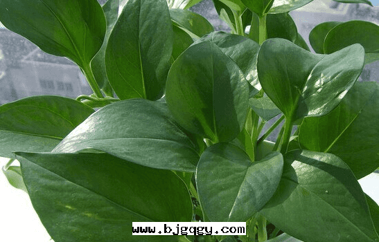 推薦幾(jǐ)種(zhǒng)吸收(shōu)甲醛的(de)植物(wù)。