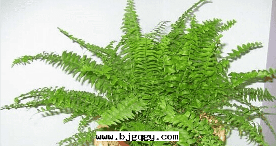 推薦幾(jǐ)種(zhǒng)吸收(shōu)甲醛的(de)植物(wù)。