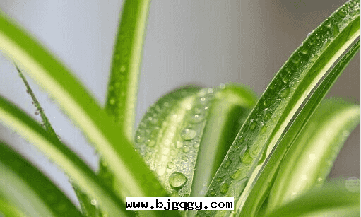 推薦幾(jǐ)種(zhǒng)吸收(shōu)甲醛的(de)植物(wù)。