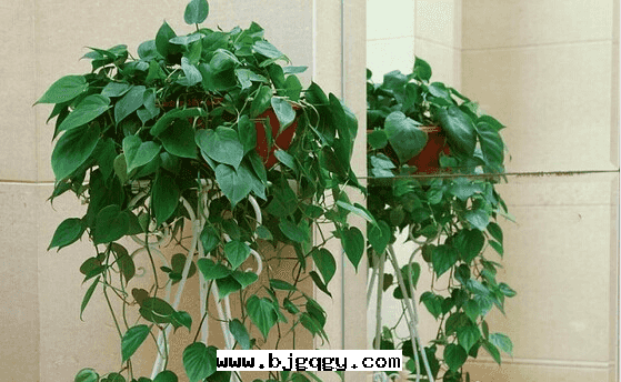 推薦幾(jǐ)種(zhǒng)吸收(shōu)甲醛的(de)植物(wù)。