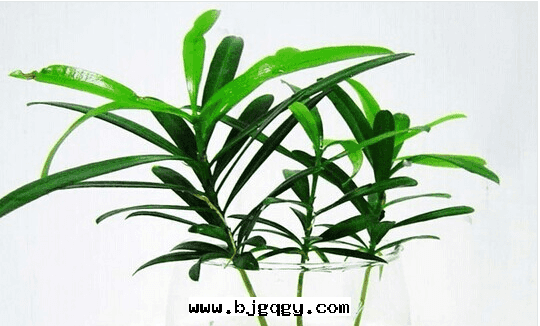 推薦幾(jǐ)種(zhǒng)吸收(shōu)甲醛的(de)植物(wù)。