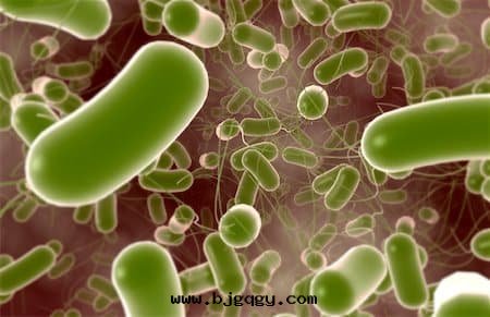 沙(shā)門(mén)氏菌